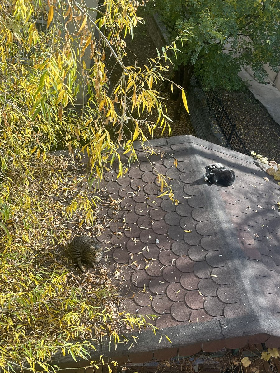 Kedi yağmış herhalde