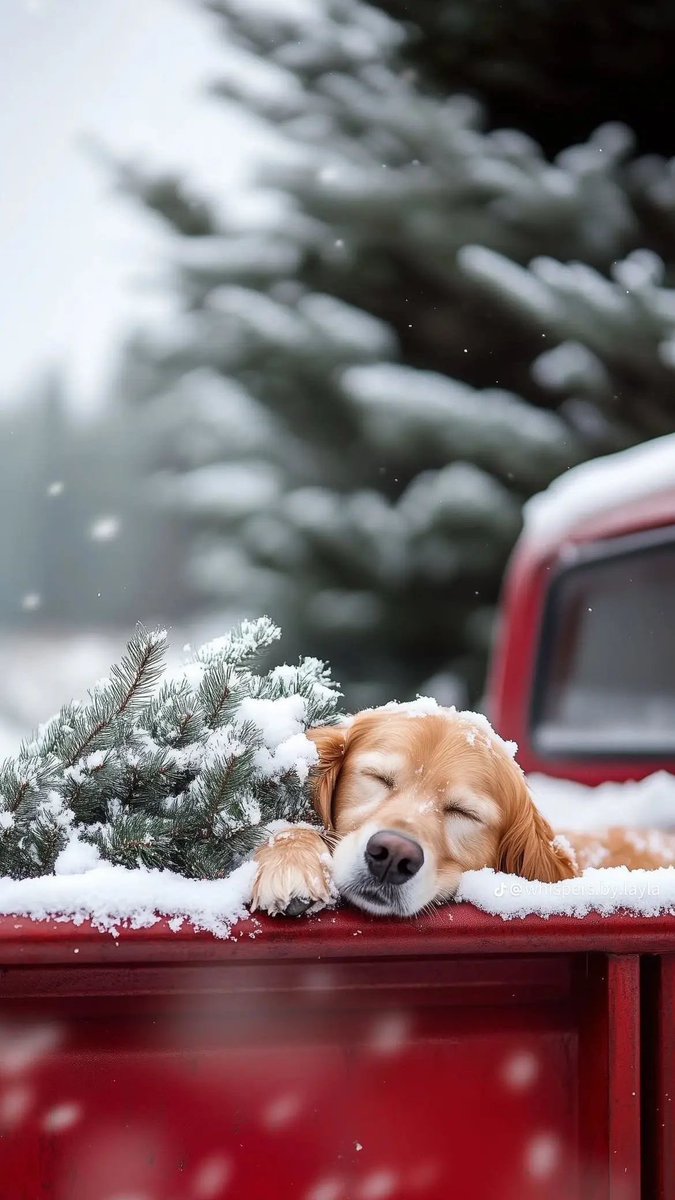 SpaceWall's tweet image. Christmas Pack Wallpaper iOS 26🎅🏻🎁🎄 #ipwall #ios26 #айос26 #wallspace #обои #iphone17pro #ios #iphoneair #spacewall #4Kwallpaper #wallpaper #LockScreen #iphone16pro #Wallpapers #DepthEffect #iphone17 #picture #android #iphone #ios18 #4k #iphone16 #ipadwallpaper #iPhone17ProMax