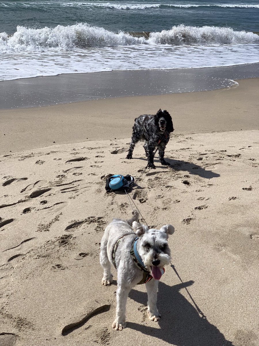 NZAlis77's tweet photo. This handsome young pup turned 15 today!😱🎂 
Happy Woofday Harvey, mum and I love you to the moon and back!❤️❤️❤️ He’ll get properly spoiled when we’re home from  holibobs but we had a lovely long walk on the beach today! https://t.co/J2rxBZkg4U