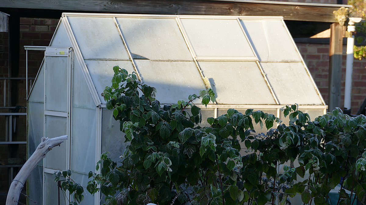 Early morning sun failing to defrost the greenhouse....twas a sharp one.😳