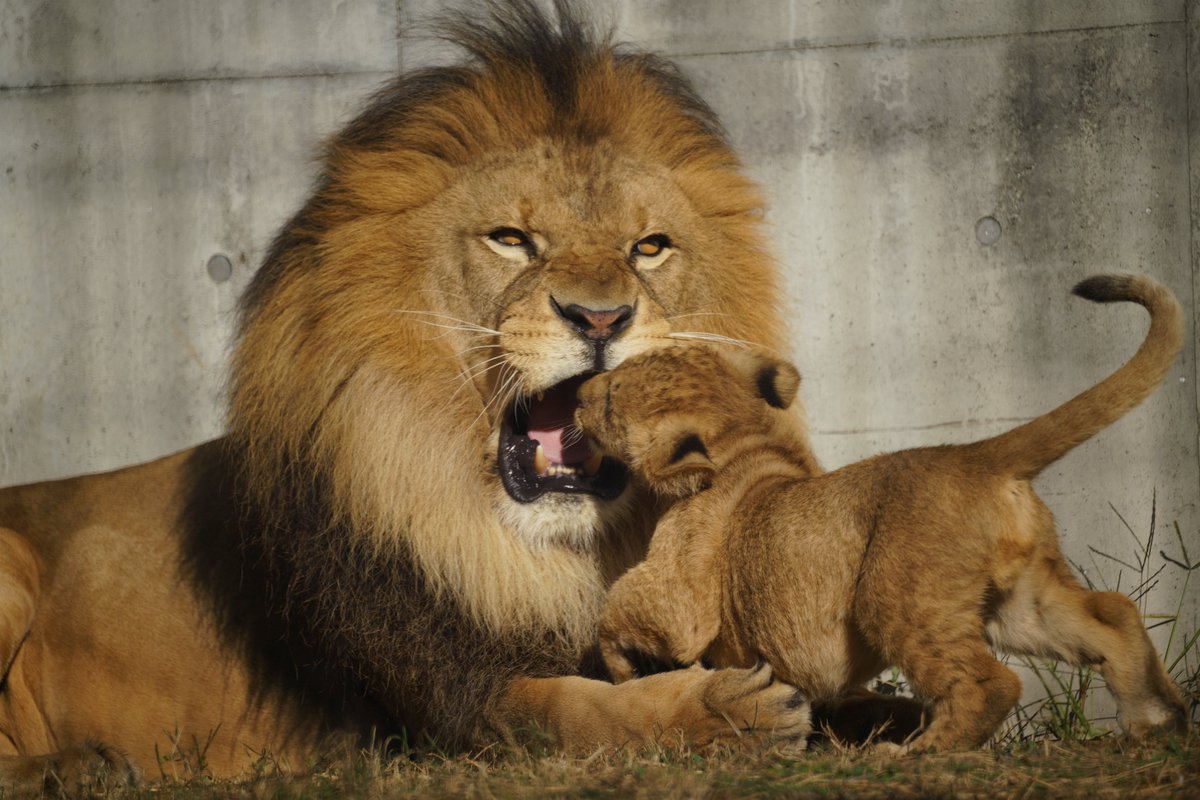 いつもそう言う愛情表現ばかりして居るので、自分から父に食べられに突っ込んで来る獅子っ子。

#のんほいパーク #ライオン #アース #赤ちゃん