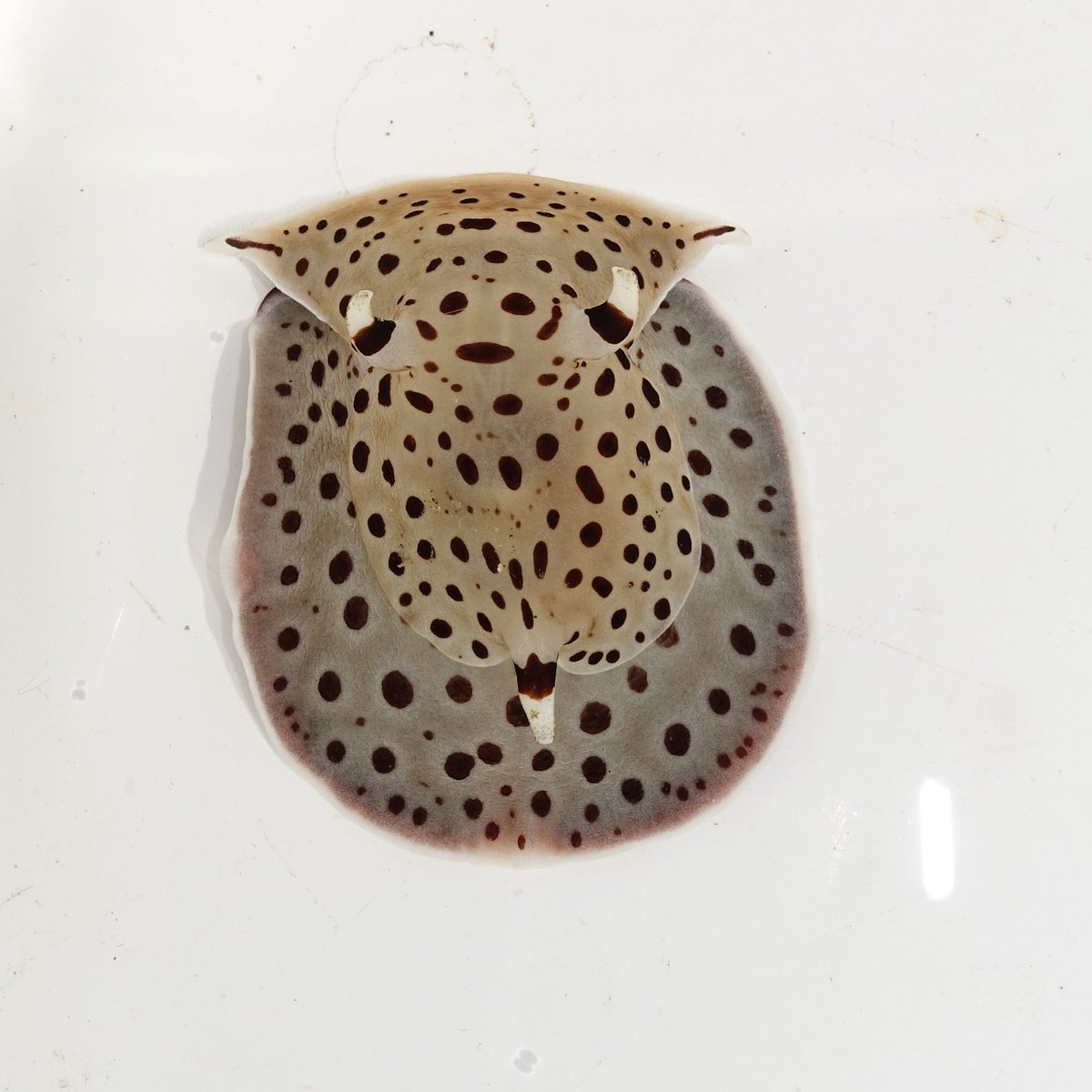 バナンさん tweet media