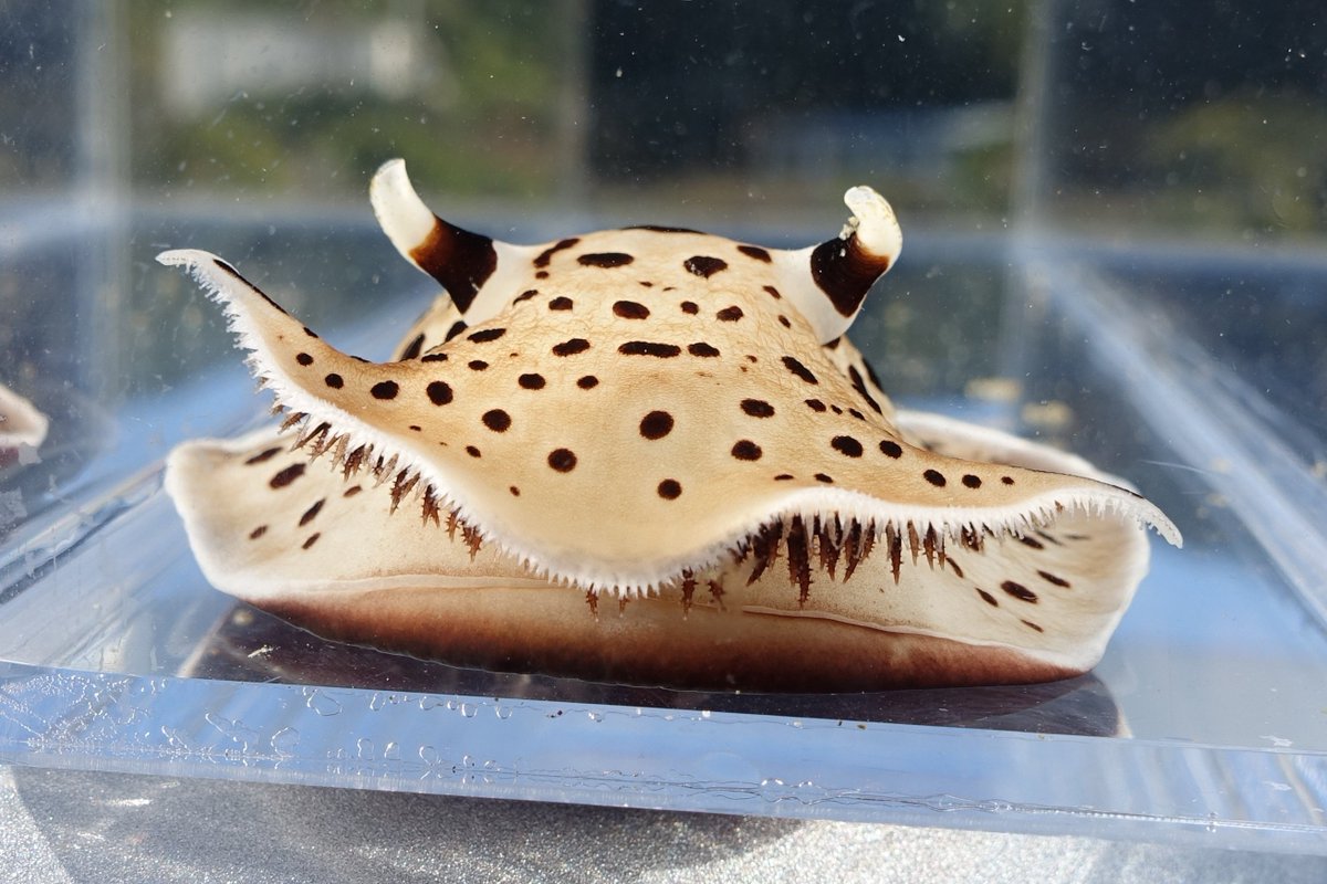 バナンさん tweet media