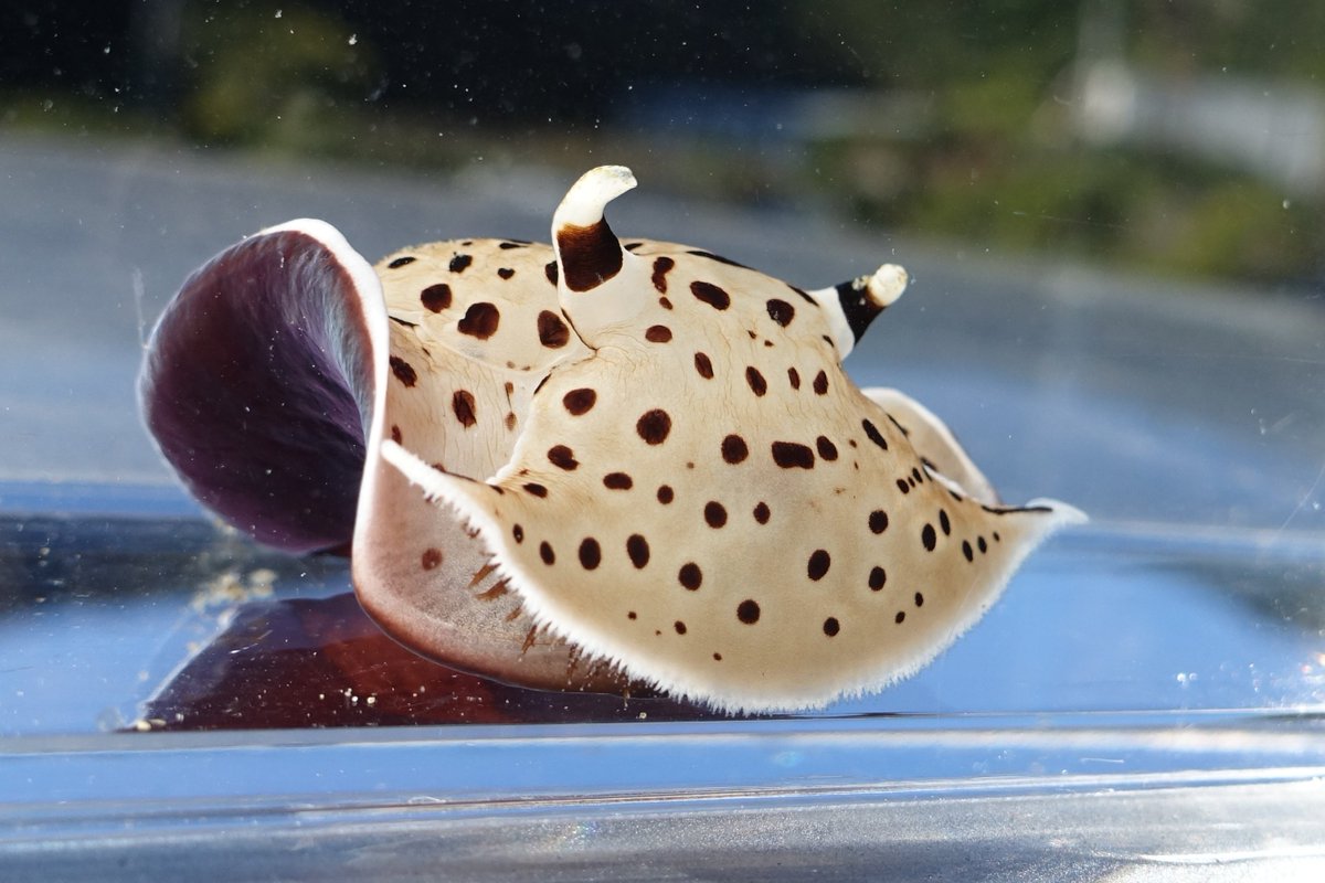 バナンさん tweet media