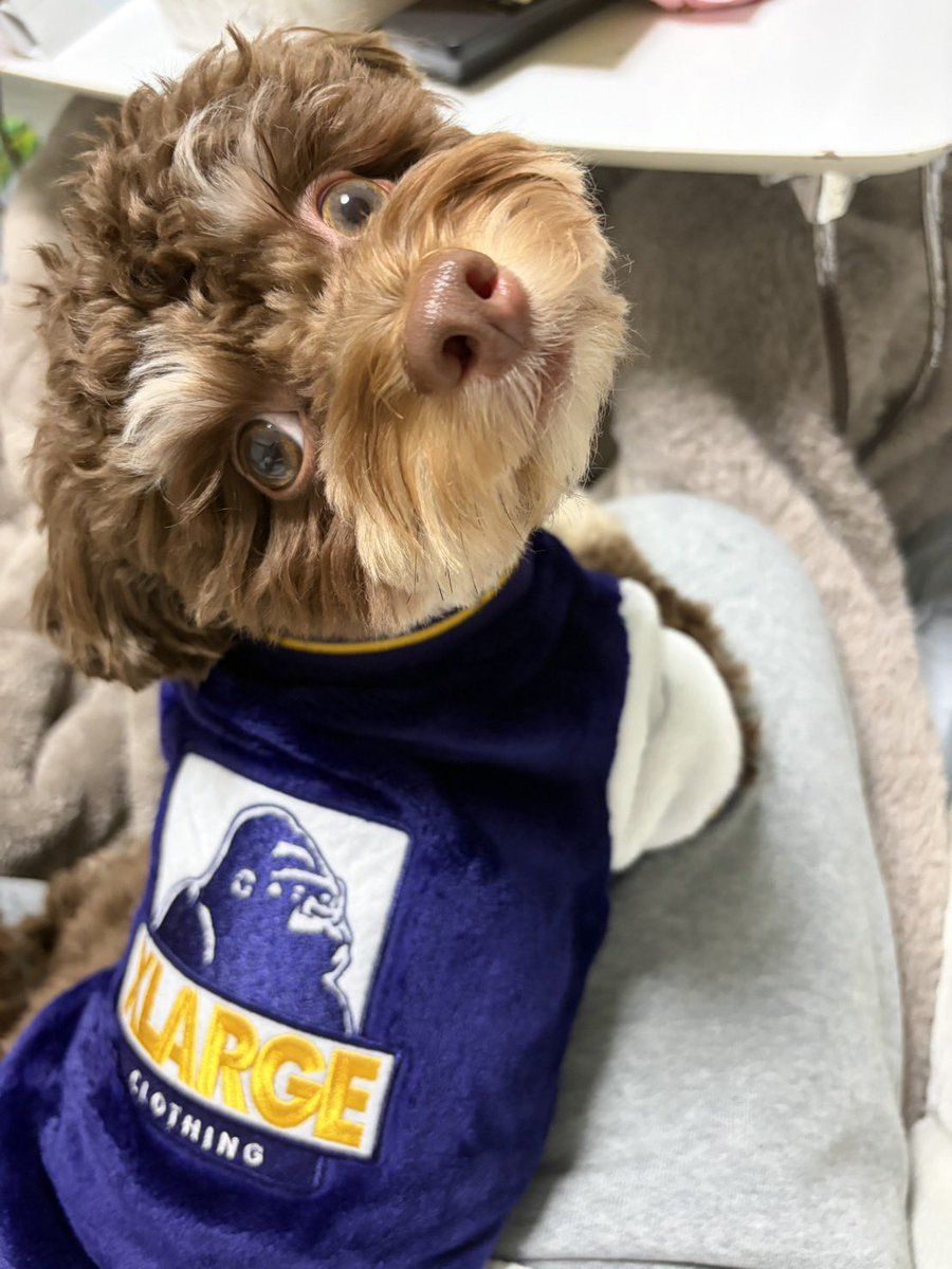 犬好きさんとつながりたい