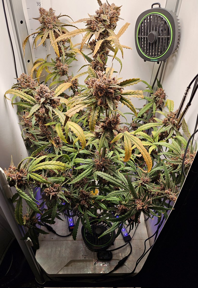 TomBoard3's tweet photo. @MyDankDog @VIVOSUN @TerpyzGenetics Looking good. I just started drying a Frostbanger Auto from my #Vgrow. This DWC is awesome! https://t.co/ZlWeKpnxmY