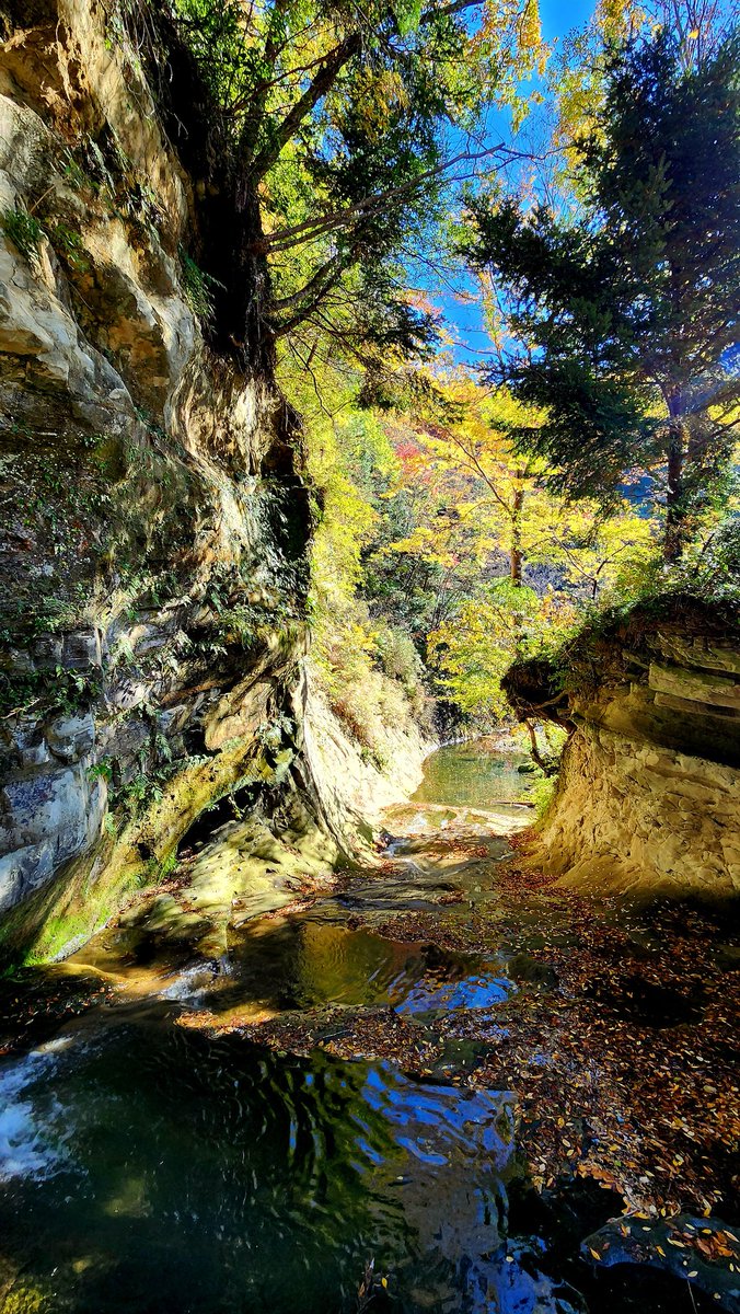 いもむしc(.(.(.(.(@･ω･) tweet media