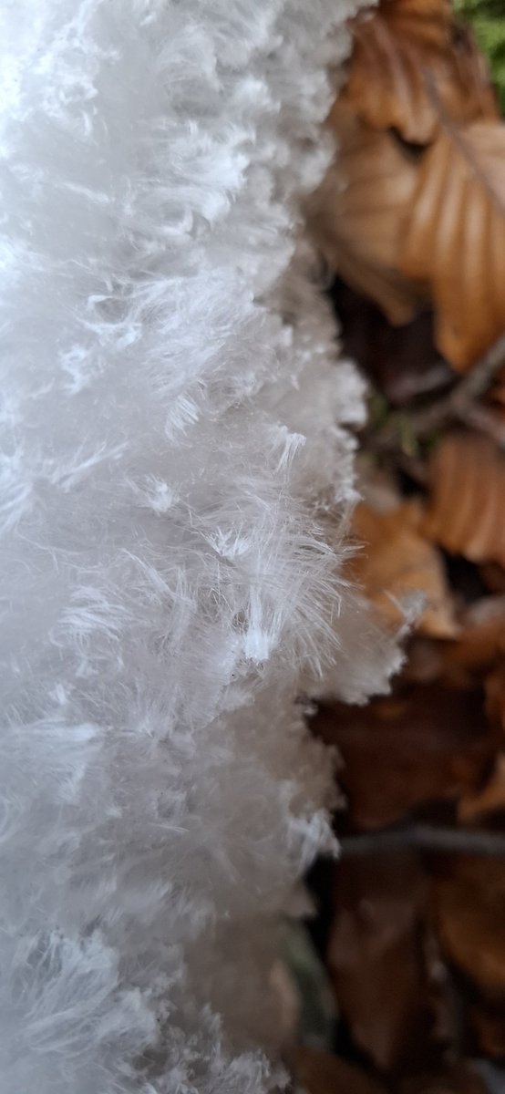 Frank & Polly tweet media