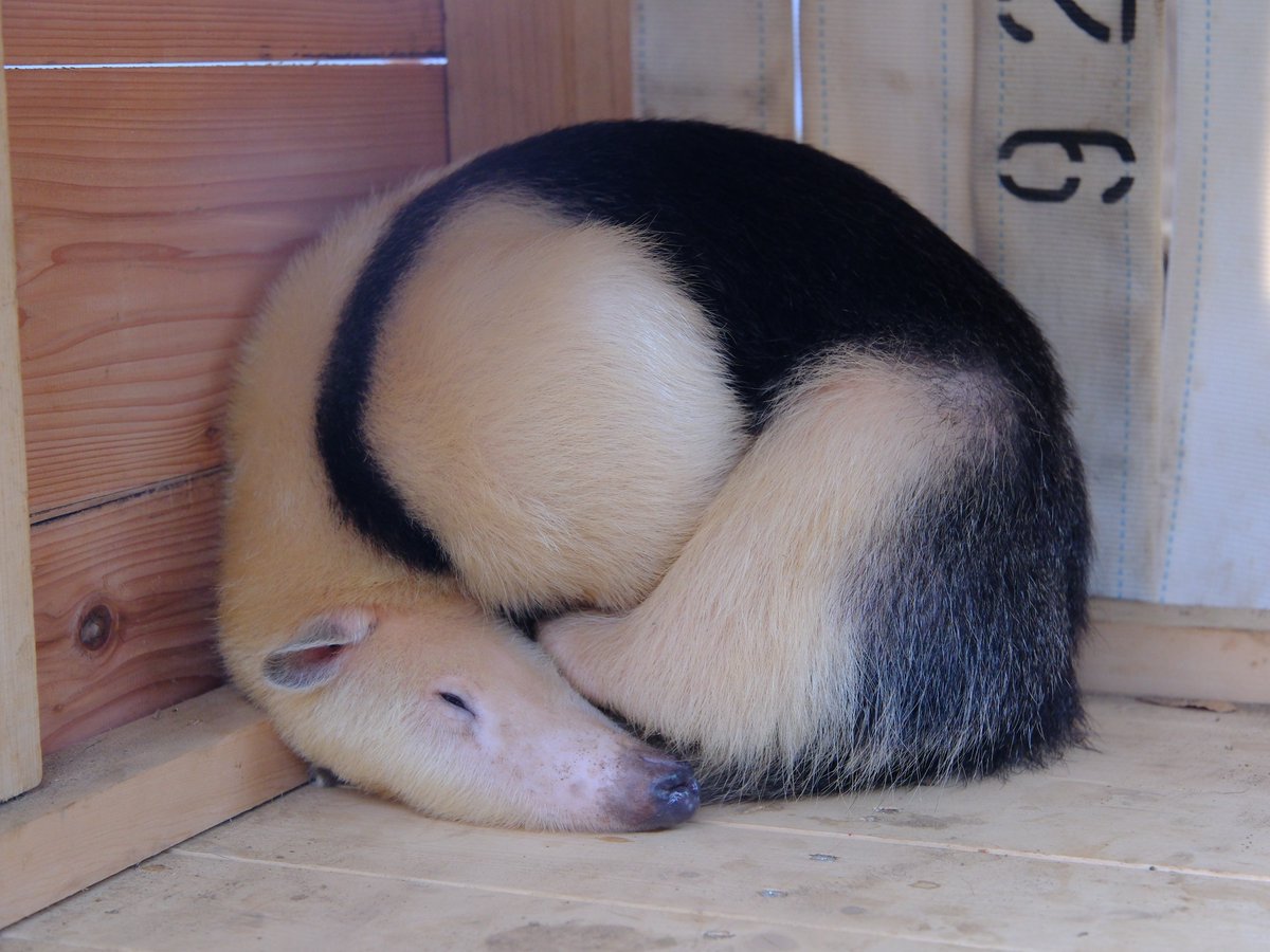 丸くなるこのはくん
(2025/11/24)
#ミナミコアリクイ 
#野毛山動物園
#このは