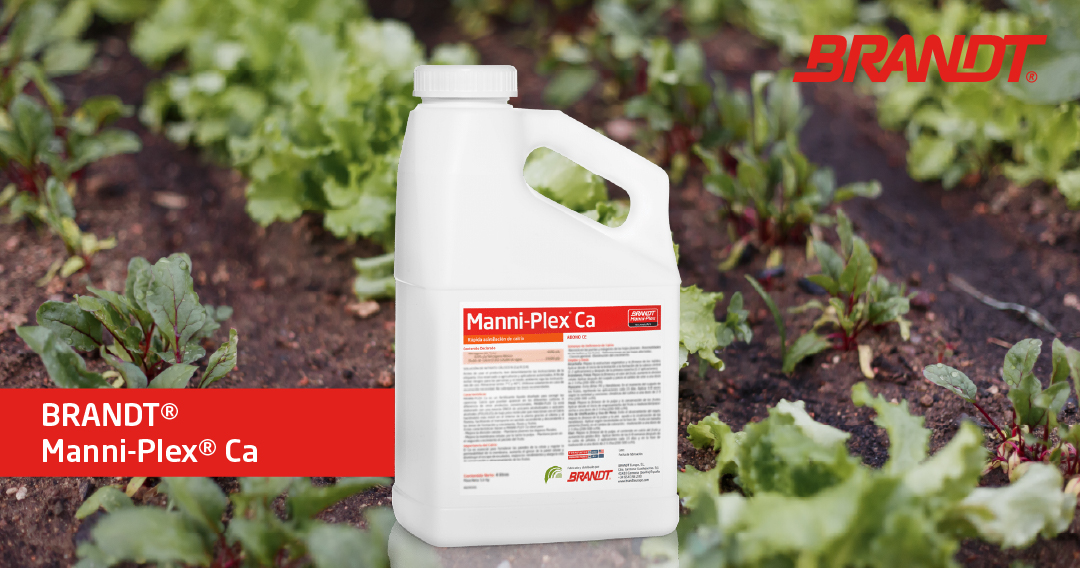 Strengthen your crops with #BRANDTManniPlex Ca

✅ More efficient than other sources of calcium.
✅ Prevents physiopathologies related to calcium deficiency.
✅ Compatible with most fungicides, insecticides, and growth regulators.

brandteurope.com/en/agricultura…

#BRANDT