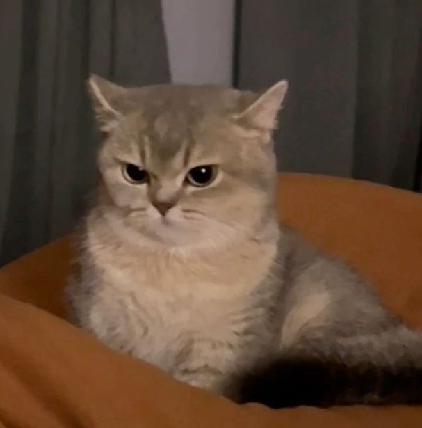 skyrenoo's tweet image. stopppppp😭😭😭😭