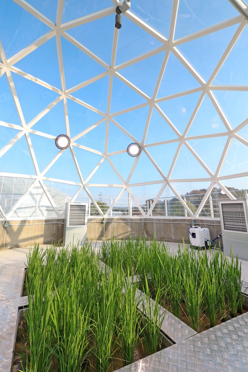 Seungdon_Lee's tweet image. 농촌진흥청은 기후변화에 선제적으로 대응하고 지속 가능한 농업기술을 개발하기 위해 ‘기후변화연구동’을 개관했습니다. 

기후변화연구동은 인공지능(AI) 기술을 이용해 기상‧기후를 예측하고 미래 기후 시나리오를 재현해 농업 분야 기후변화를 연구하는 환경 조절 연구시설입니다. 

오늘…