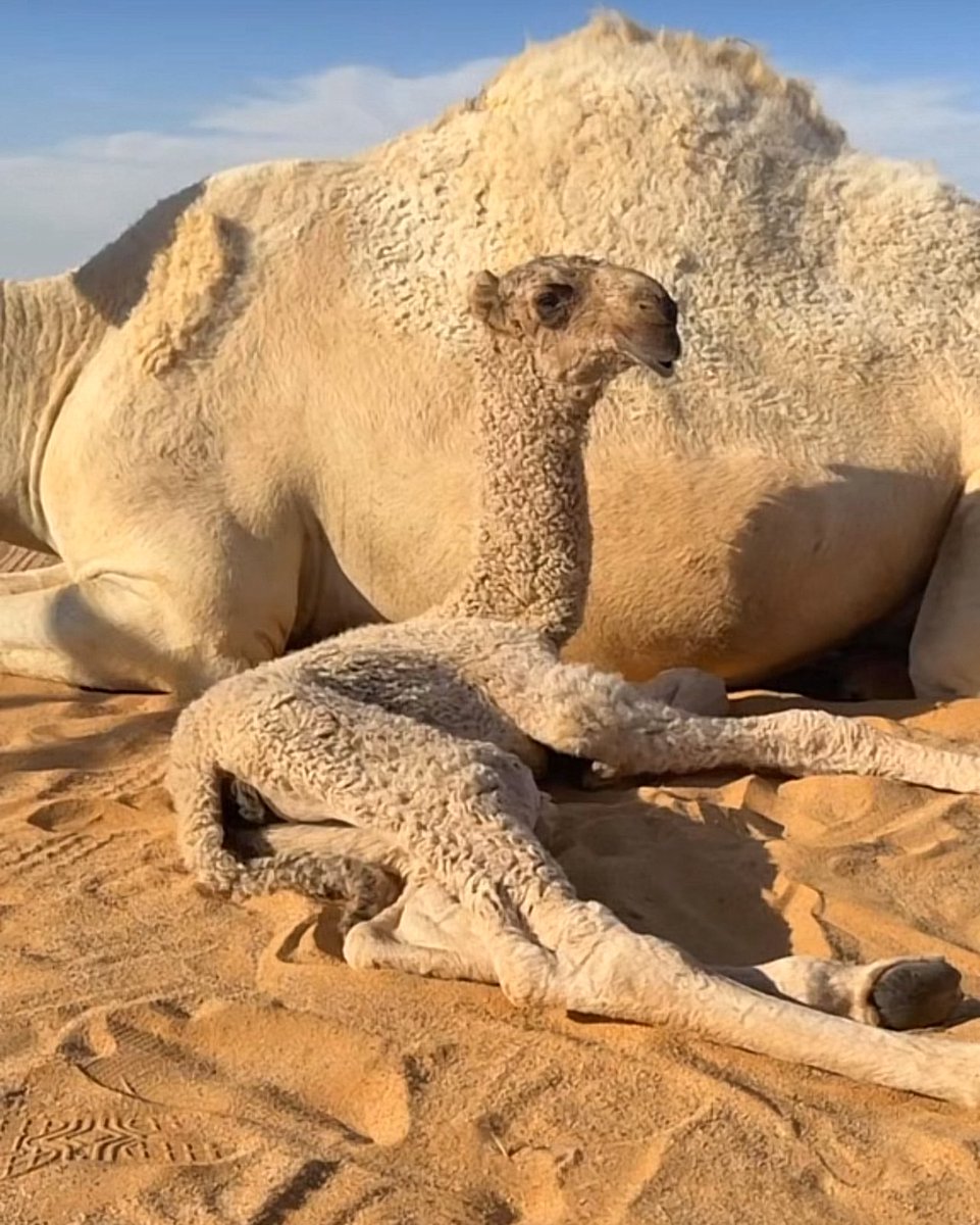 lilililmlililil's tweet image. حوارة طيبة على هداج محسن الدويخ