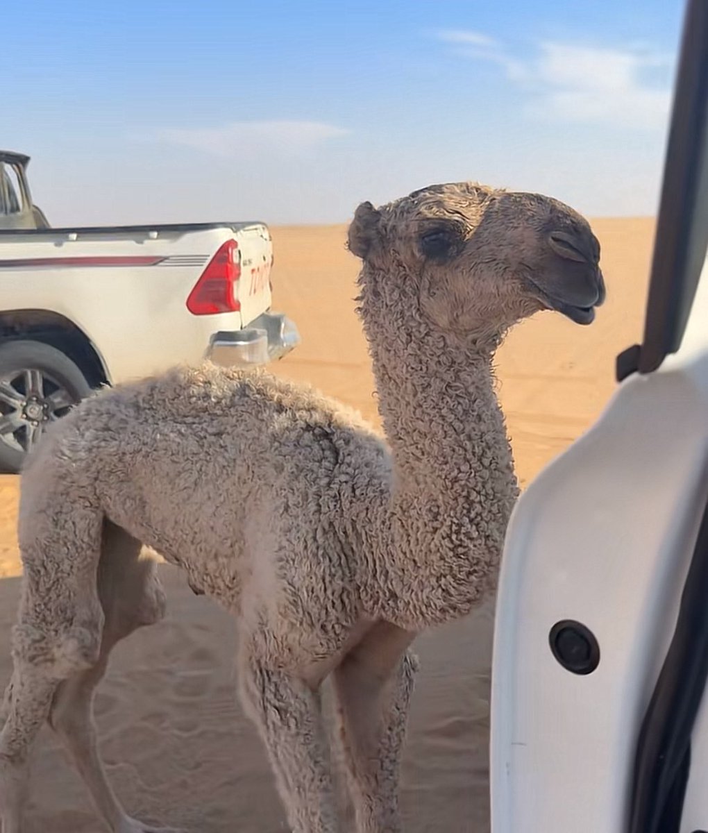 lilililmlililil's tweet image. حوارة طيبة على هداج محسن الدويخ