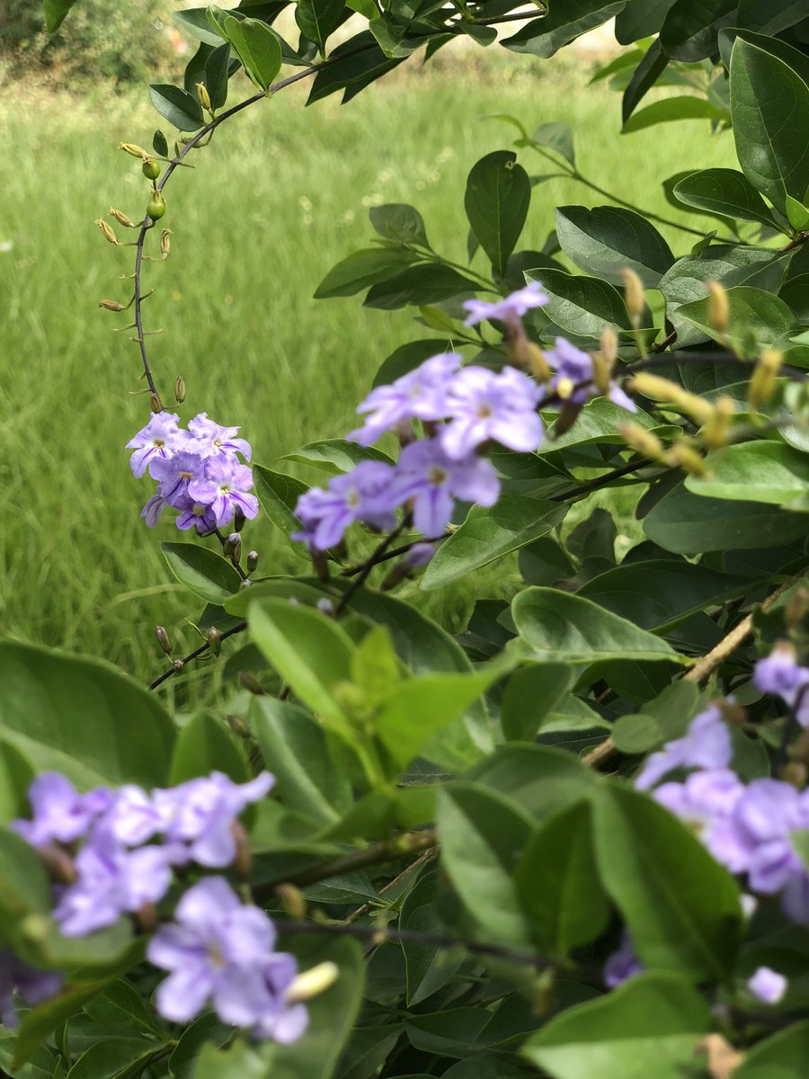 _nizithecreator's tweet image. 😌