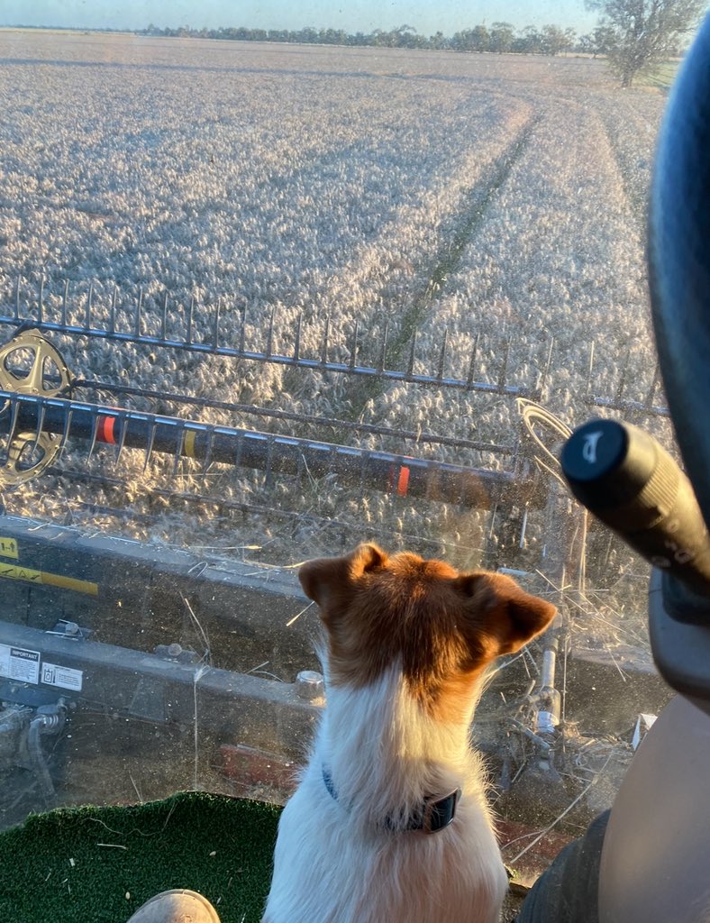 thyrafarmer's tweet photo. Brown snake got the better of my best mate today. Thanks for your unwavering friendship Tucker. I will miss you dearly. ❤️
#shitday https://t.co/tAScwMW1Pq