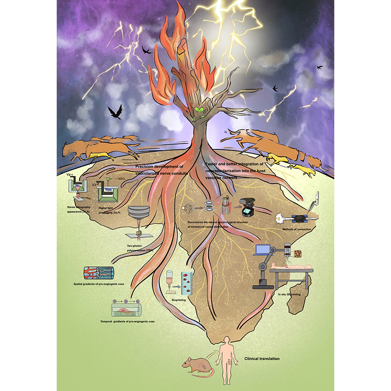 IntJExtremManuf's tweet image. This review summarizes how #macrophage-driven #neurovascularization supports nerve regeneration after #PeripheralNerveInjury &amp;amp; outlines in vitro #prevascularization, in vivo prevascularization, and in situ stimulation strategies. #scaffolds

#OpenAccess #IJEM:…