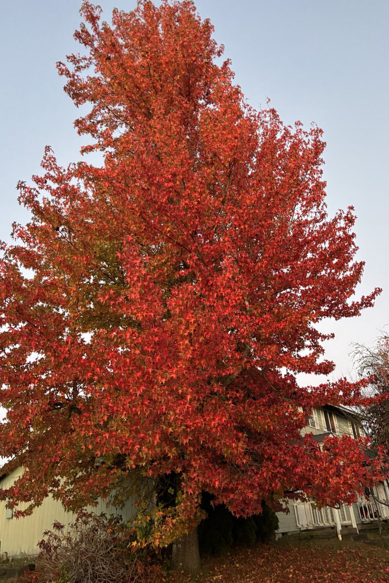 simonpadilla1's tweet photo. Oregon #pnw #oregon #fallcolors #Otoño #pacificnorthwest https://t.co/Ip8yZ4jVqt