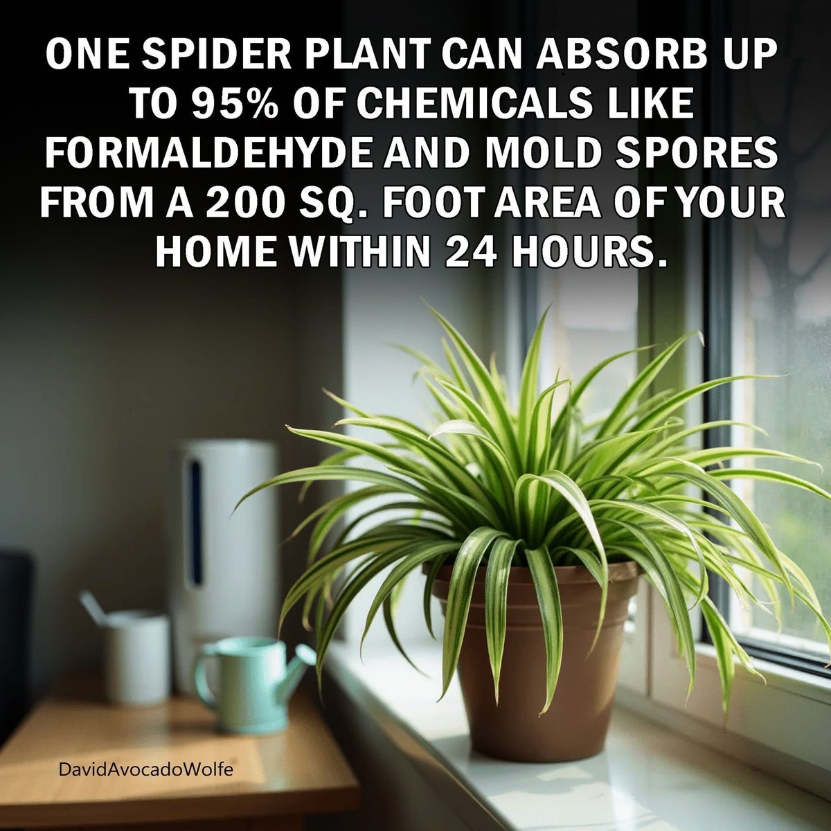 DavidWolfe's tweet image. 