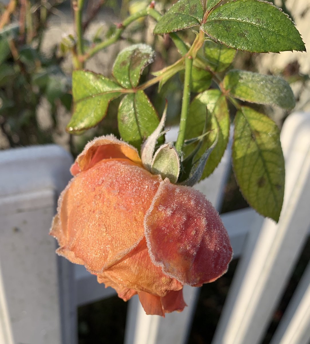 Bonne journée ☕️
#bonjour