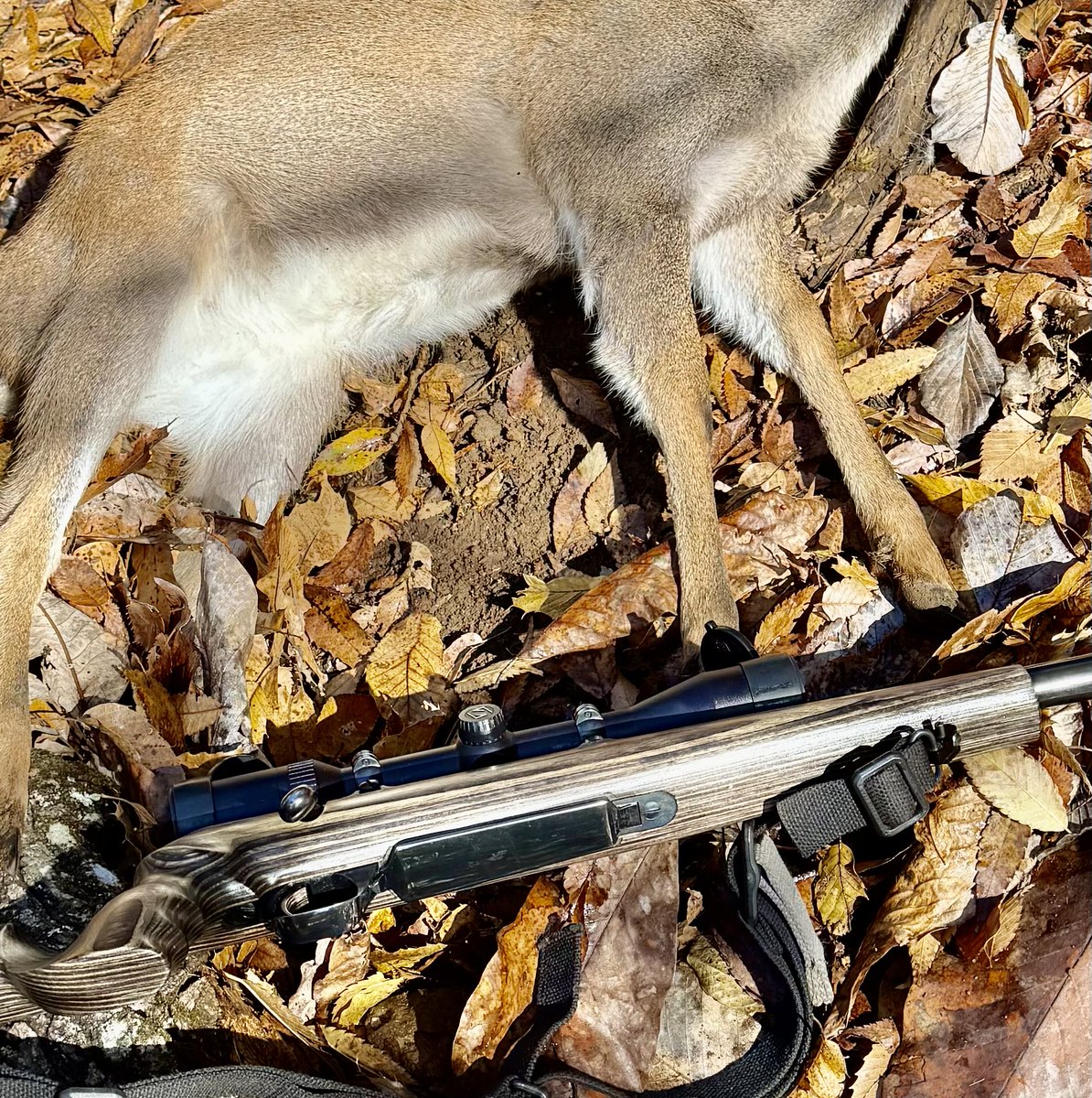 何かいる。
気配を感じてボルトを引きながら構える。
山に入ってもう3時間以上徘徊している。
スコープ越しに白いものが見える。
数歩移動したいけど、動けない。

そっと弾を込めた瞬間、気付かれた。
突然走り出したのをスコープで追い続ける。
止まった。
静かに引き金を引いた。