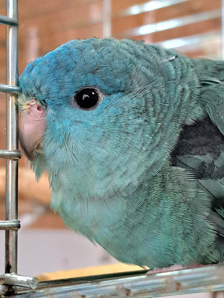 linnie_IZUMO's tweet photo. 眉間が痒いインコ😆

#サザナミインコ #parakeet #インコ #出雲 #鳥 #Lineolatedparakeet #사자나미 https://t.co/2l70NzXgJO