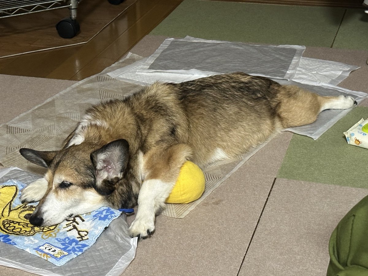 sz_code500's tweet image. 今日のむにゃむにゃ教 #corgi