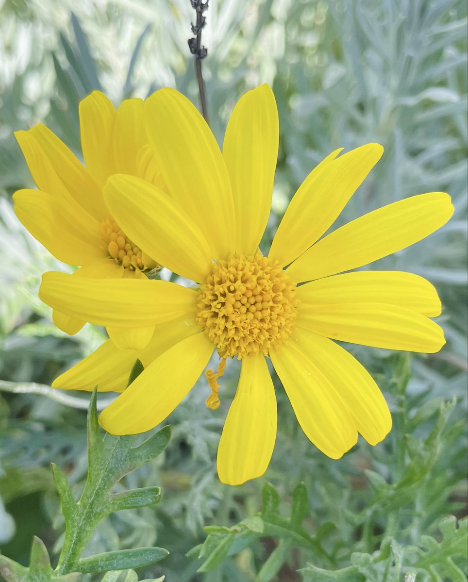 ayaya81kao9's tweet image. ユリオプスデージー

花言葉は

♡円満な関係
♡夫婦円満
♡明るい愛

ヒュ〜٩(ᵒ̴̶̷͈᷄ᗨᵒ̴̶̷͈᷅๑)وﾋｭｰﾋｭｰ!!