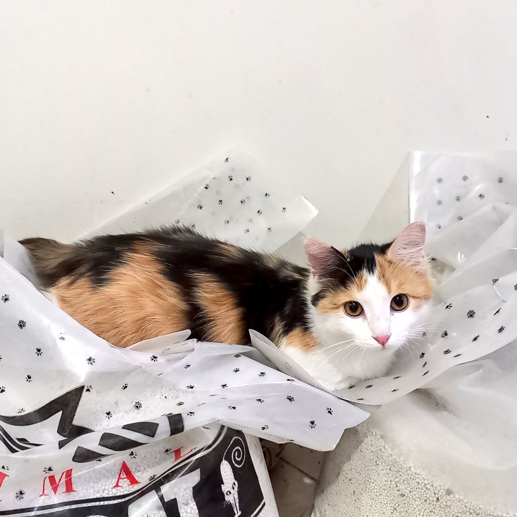 نازک 🤍 #واگذاری گربه‌ی سه ماهه به تهران، اروپا و کانادا. #ریتوییت لطفا