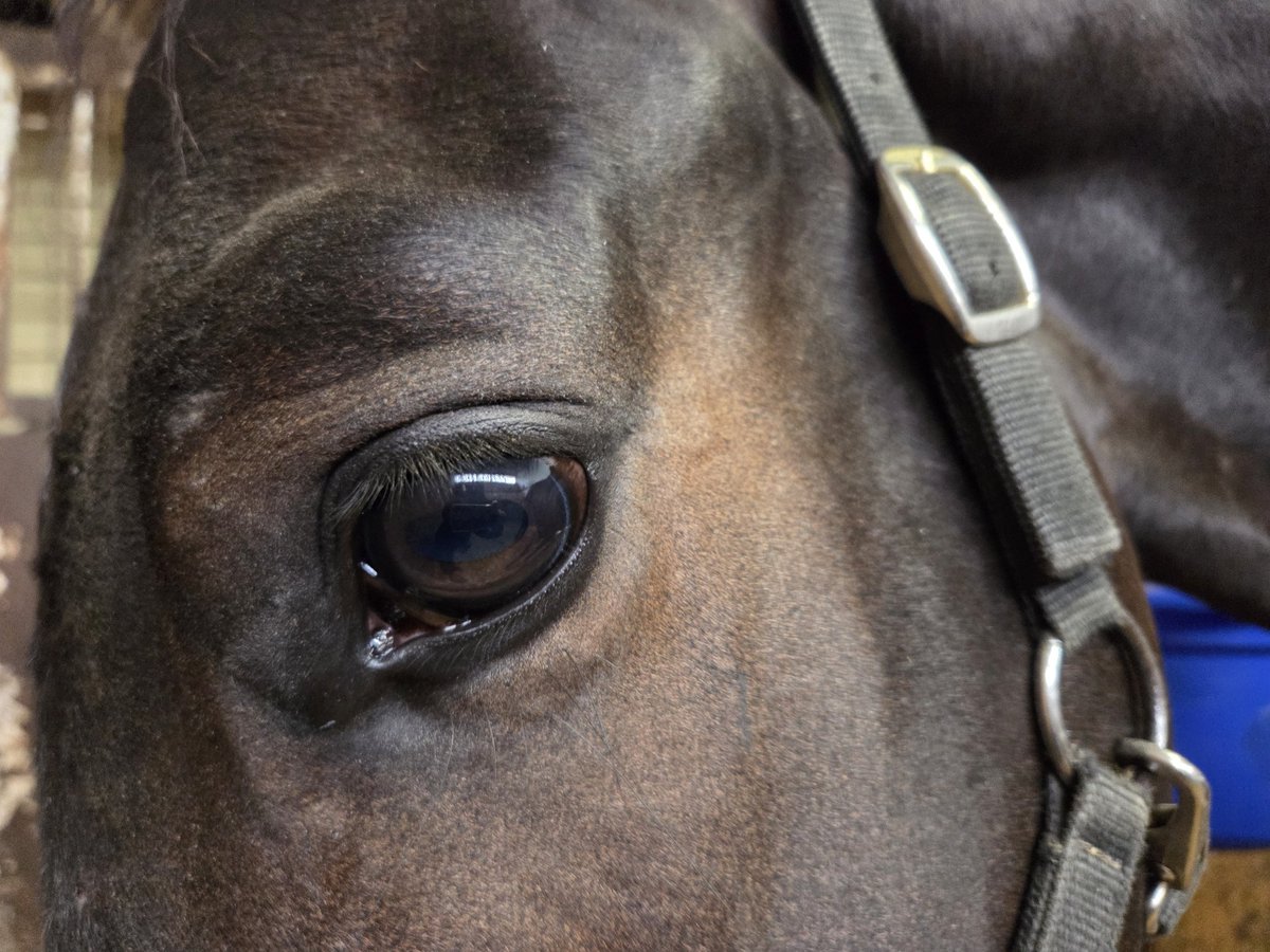 しろまる (@shiro1maru) / Posts / X