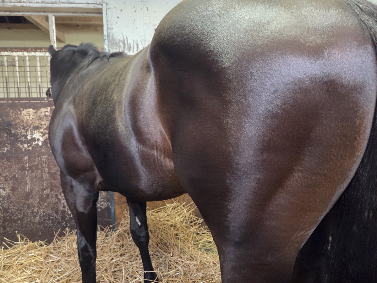 しろまる (@shiro1maru) / Posts / X