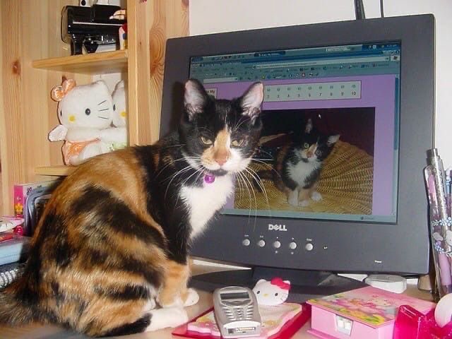 faewings's tweet image. ^&amp;gt;_&amp;lt;^🖥️