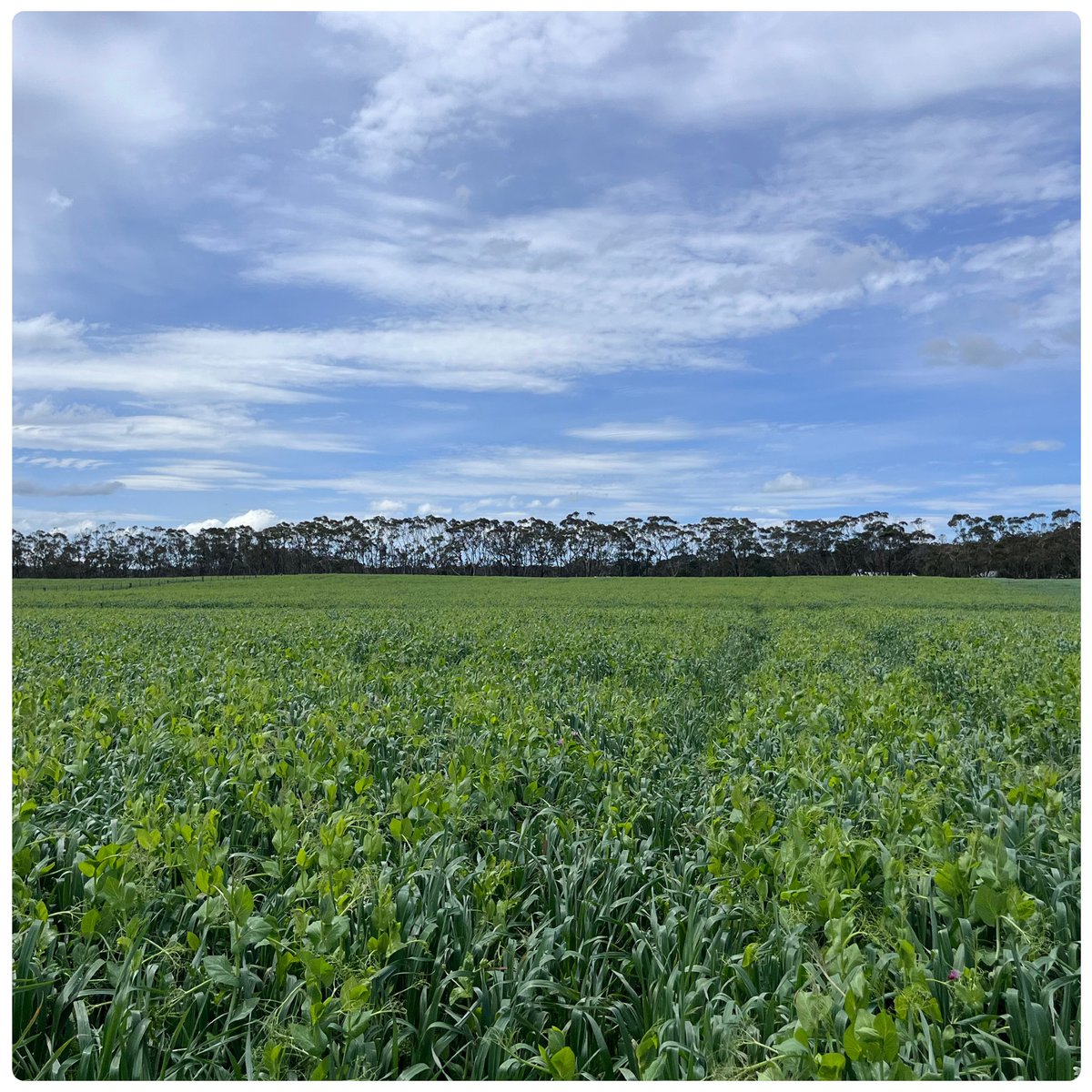 DLF Seeds tweet media