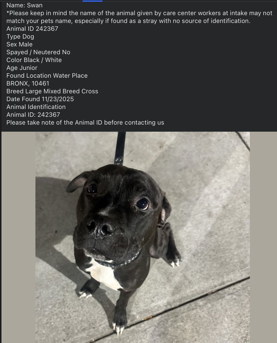 BeeDoDoobieDo's tweet image. 💥🆘Go. Get. Your. Dog.  They may not get out alive!  

☎️Call NYCACC at 212-788-4000 and ask for dog by animal i.d. in picture.  #242367

📌Posted by #TeamAnimalVoice