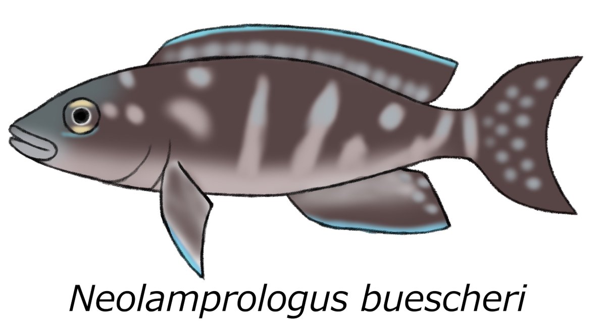 lab_brains's tweet image. 「世界最少卵数魚類」について改めて調べてみた！
 lab-brains.as-1.co.jp/enjoy-learn/20…

「世界最少卵数魚類」について、歴史を紐解きながら解説します！

@manboumuseum