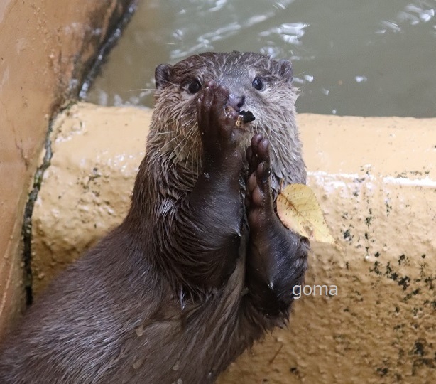 goma✨ (@otter_goma) / Posts / X