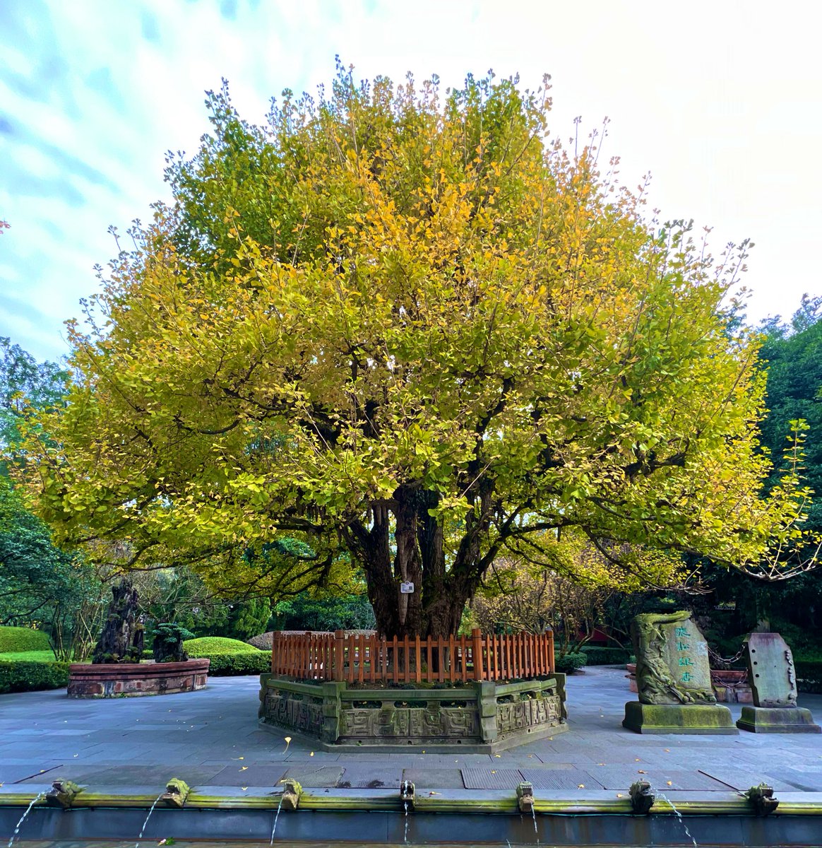 މިއީ ސީނުކަރައިގެ ޝަހަރެއްގައި ހުރި އެއްހާސް އަށްސަތޭކަ އަހަރުވީ ގަހެކެވެ.​ 

މިގަސް މި ދިގު ޢުމުރުގެ މައްޗަށް ހުރި ހުރުން ބަޔާންކޮށްދެނީ ކޮންކަމެއް ހެއްޔެވެ؟ 

ތަނުގައި ދިރިއުޅެމުންދާ ބައެއްގެ ވިސްނުމާއި ފިކުރެވެ. ޖީލުން ޖީލަށް ވާރުތަކޮށްދީފައިވާ ތަރުބިއްޔަތެވެ.