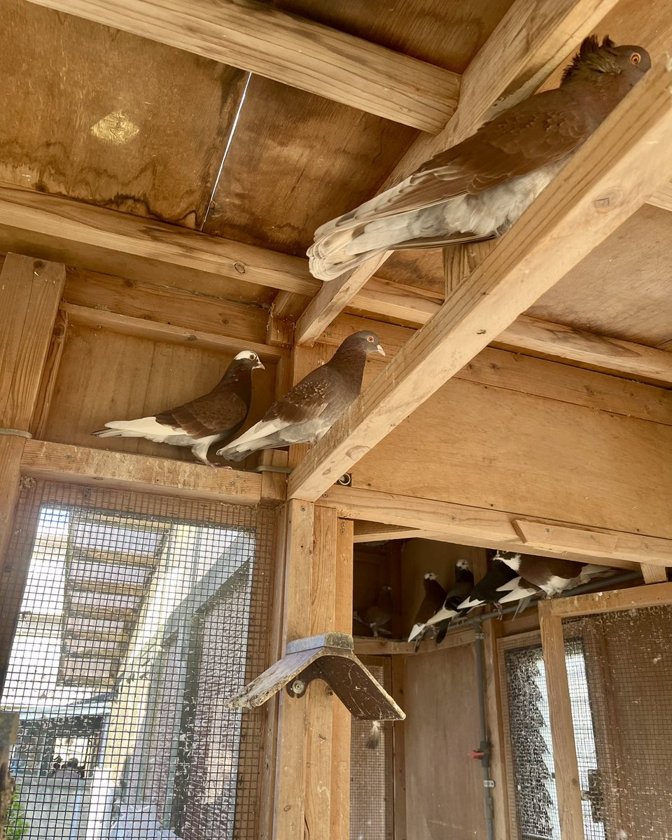 やーと。 (@ys_aviary) / Posts / X