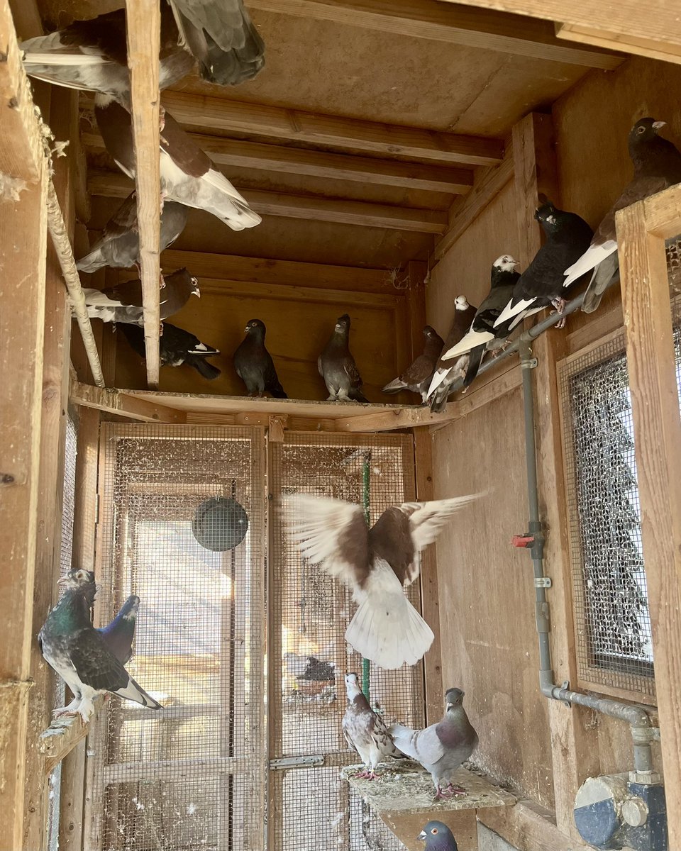 やーと。 (@ys_aviary) / Posts / X