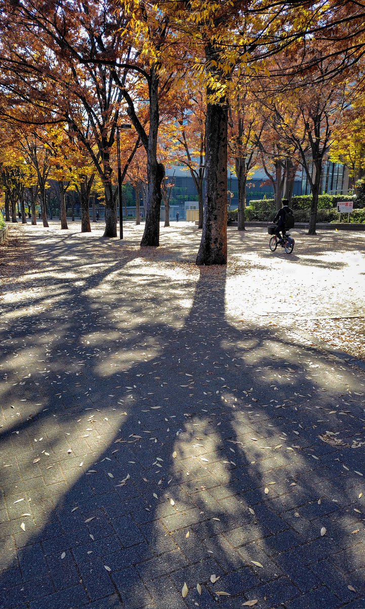 きょうの欅
けやき並木も落ち葉が目立ってきました。けやきの紅葉はもう終盤です。。
 #写真が好きな人と繋がりたい #キリトリセカイ #東京カメラ部 #原宿
#代々木公園　#渋谷区　＃スマホ写真