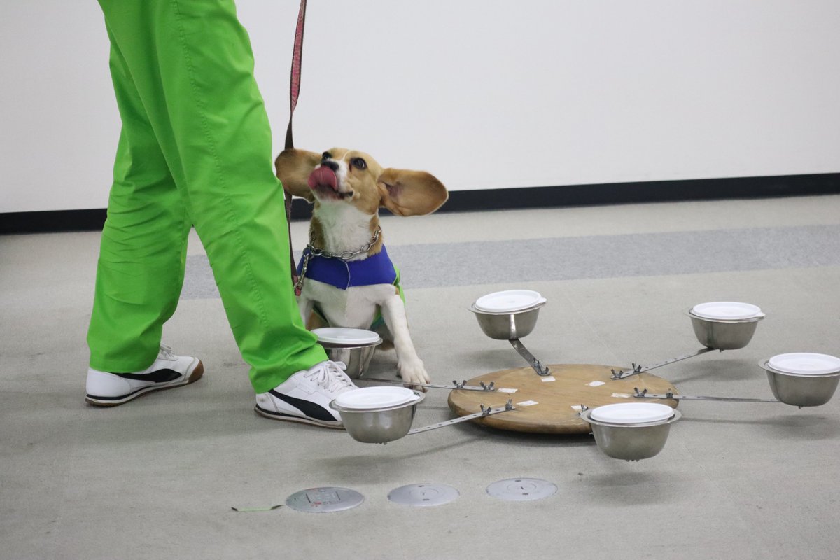 【お知らせ📣】
「くんくんズ」に  #トコジラミ探知犬エル が仲間入りしたよ！これからトコジラミ探知犬の先輩のビート・ララと一緒に出動するよ🐶
応援よろしくお願いします！💕
詳しいプロフィールはコチラasante.co.jp/kunkuns/
#トコジラミ探知犬デビュー #フレッシュ新人 #応援よろしくね