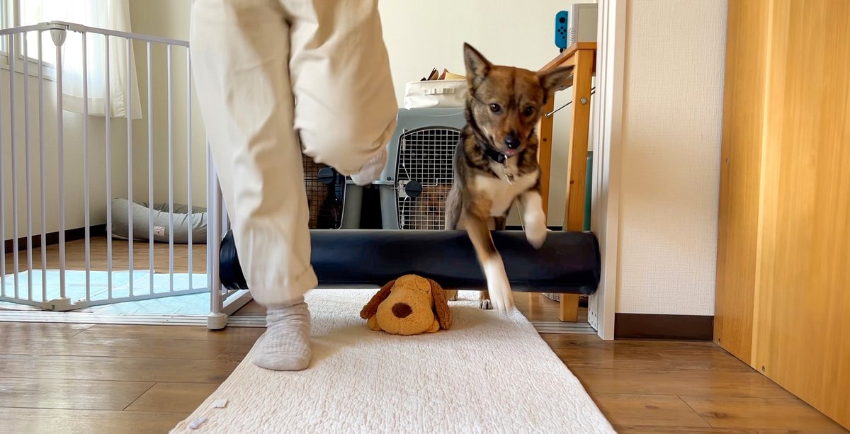 potential2018's tweet photo. 犬との生活 https://t.co/t5jIwijBJ9