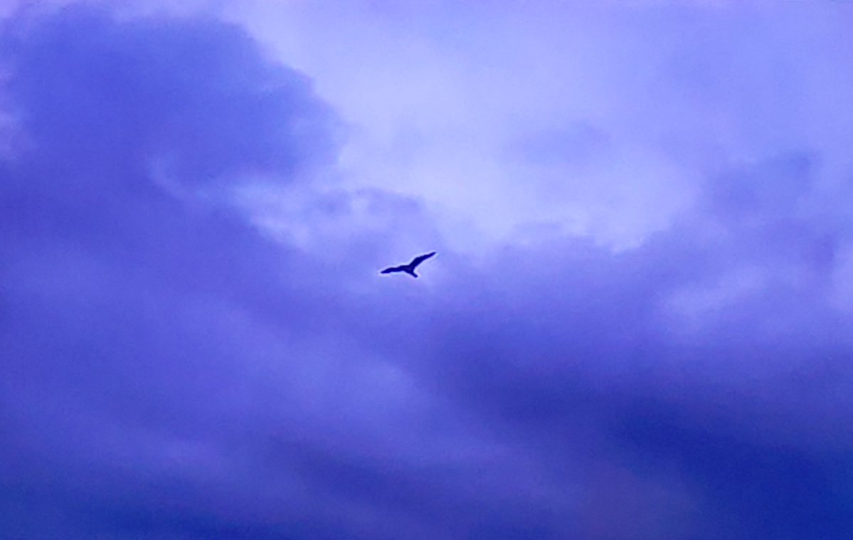 sudhikothapalli's tweet image. Let your dreams take wing