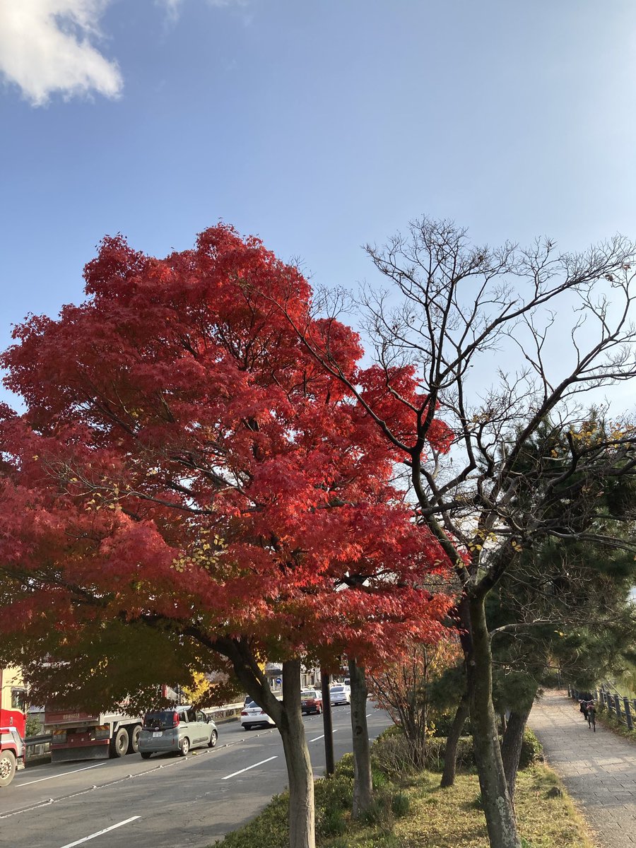 BlockheadT10B's tweet photo. 京阪七条駅にて紅葉 https://t.co/iTesWquIZT