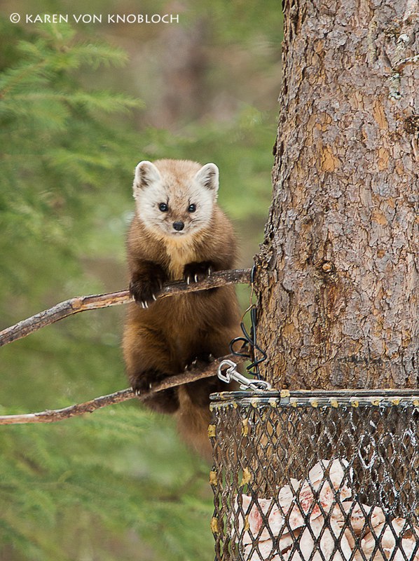 [🔗](api.tinyfox.dev/hourly/pinemar…)