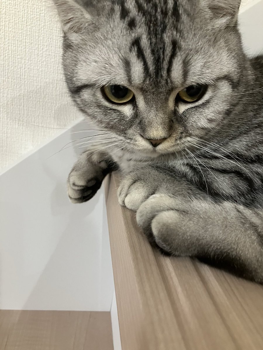 MarutoMoru102's tweet photo. 天気が悪いのでうつむき気味だよ🐱
#子猫　#猫　#猫のいる生活 https://t.co/mHSYeS0d0T