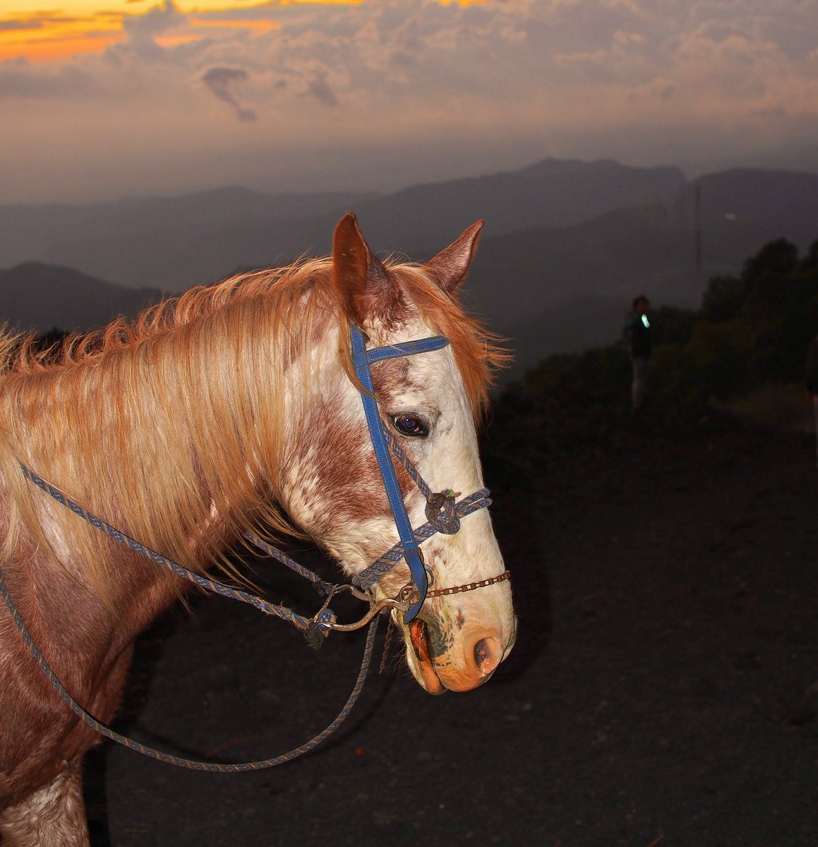 rs_parasite's tweet image. horseback in the mountains of Guatemala