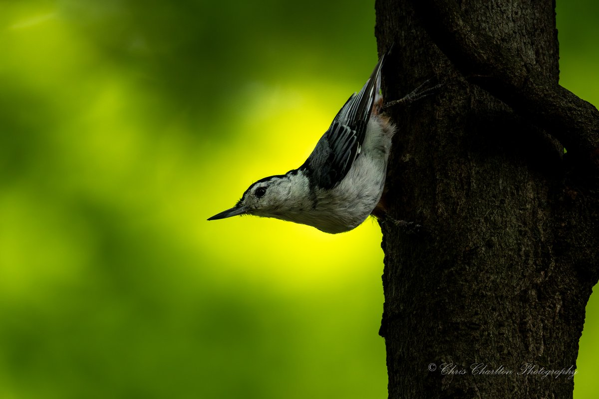 CSDCPhoto's tweet image. White-breasted Nuthatch striking it&apos;s famous pose.
🐦
🗺 - Medina County Ohio
📷 - Canon EOS R5 MK II | Canon 200-800
📸
#WhiteBreastedNuthatch #Nuthatch #BirdPhotography #NaturePhotography #UpsideDown #BirdsOfX #WildlifePhotography #BirdsBeingAwesome #DefyingGravity #Nature…