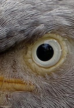 Parth Monish Kohli tweet media
