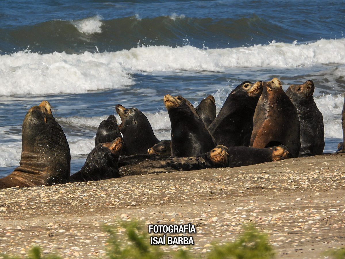 Como parte del trabajo en territorio yaqui Bahía de Lobos nuestros biólogos monitorearon la colonia de lobos marinos de California para conocer su estado, encontrando 125 individuos, dato para evaluar tendencias, detectar cambios y fortalecer acciones de conservación en la región